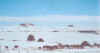 Rabbit_ear_in_snow.jpg (99682 bytes)