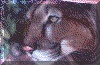 wpe78058.gif (191651 bytes)