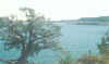 tree & lake.jpg (72609 bytes)